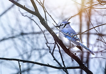 bird, nature, close, birdwatching, perched, feathered, beak, branches, sitting, habitat, close up