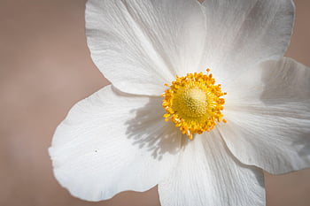 Sasanka sněženka, květ, rostlina, sasanka, anemone sylvestris, Anemonoides Sylvestris, květinové tapety, okvětní lístky, kvetoucí, květinové pozadí, botanika