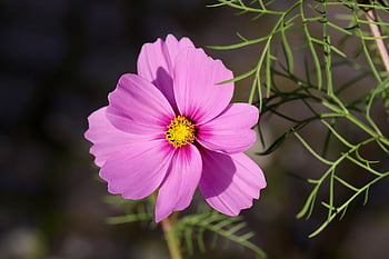 Cosmea, blomst baggrund, Cosm, blomst tapet, smykker kurv, kosmos bipinnatus, lyserød blomst, smukke blomster, kronblade, støvdragere, blomstre