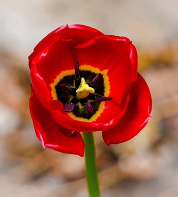 tulip, flower, flower Background, plant, petals, red Tulip, red Flower, flower Wallpaper, bloom, spring Flower, spring