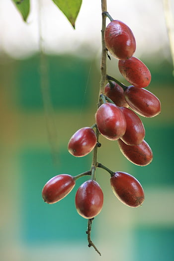 ecuador, jungle, berries, exotic, tropical, nature