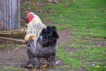 kuře, brahma kuře, pták, slepice, zvíře, drůbež, dvůr, Příroda