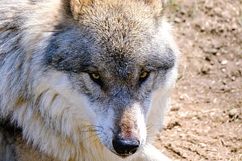 狼、 動物、 捕食者、 哺乳類、 鼻、 危険な、 毛皮、 野生動物、 動物園、 目、 自然