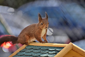 veverka, volně žijících živočichů, savec, zvíře, lesní zvíře, hlodavec, Příroda, druh, fauna