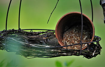 sparrows Family, sparrow, birds, songbirds, sparrows, feathers, mood, together, collective, plumage, atmospheric