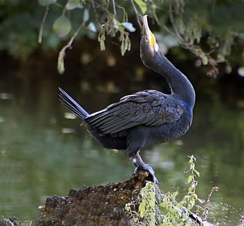 kormorán, vodní pták, phalacrocorax, pták, peří, zvíře, volně žijících živočichů, Příroda