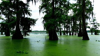 nature, bayou, louisiana, america, marsh, savage, the Water, morning, mousse, plants, cypress