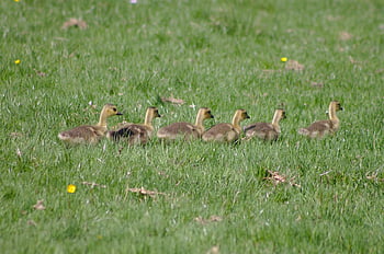 paperi, oca canada, branta, canadensis, oche, giovane, pulcini, bambino, natura, uccelli, animali
