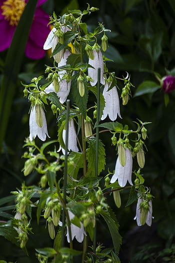 lantern Flower, hin Search, nature, plant