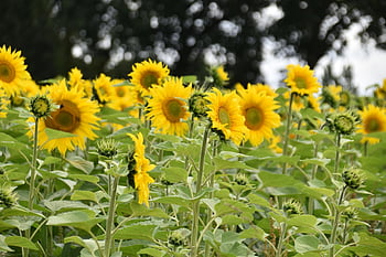 sunflowers, flower, plants, leaves, petals, bloom, garden, nature, summer, closeup