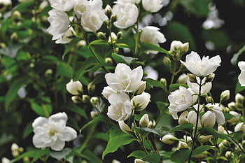 scent Of Jasmine, jasmin, ornamental Shrub, jasmine Flower, blossoms, shrub, bloom, white