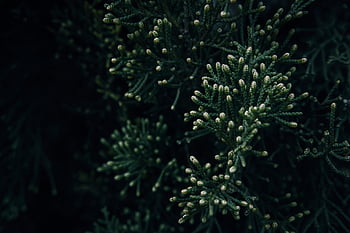 evergreen Branches, branches, coniferous, coniferous Tree, conifer Tree, cypress, cypress Tree, dark Background, dark Photography, evergreen, evergreen Tree