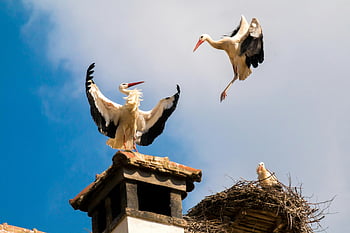 white storks, rooftop nest, flying bird, clear blue sky, cumulus clouds, daytime, white and black birds, stork nest, storks on roof, bird in flight, stork landing