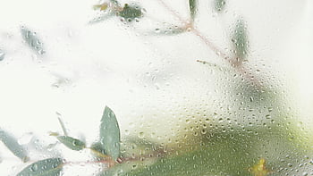 kapky vody, skleněné okno, detailní záběr, rozmazané zelené listy, umělecká fotografie, kondenzace, přírodní pozadí, makro fotografie, vlhké sklo, venkovní scénu, přirozené světlo
