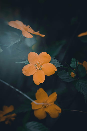 pomarańczowe kwiaty, Oddział, nastrojowy ogród, ciemne ustawienie, piękne kwiaty, fotografia kwiatowa, Natura, na wolnym powietrzu, żywe kolory, zbliżenie, płatki