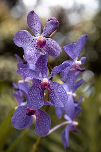 orchidee, fiori, pianta, petali, fiori viola, fioritura, fiorire, flora, sfondo di fiori, carta da parati floreale, esotico