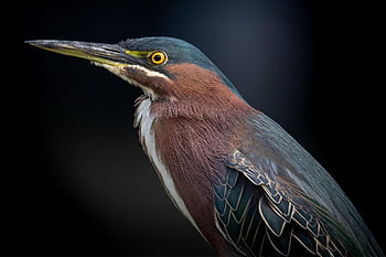 bird, heron, green Heron, animal, wetland, feathers, nature