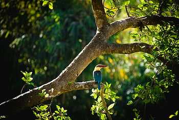 Stork-Billed Kingfisher, branch, Kanha forest, India, perched, bird, wildlife, nature, lush, tree, forest