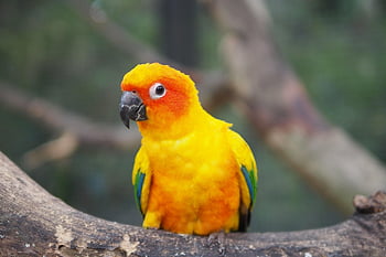 Papoušek, pták, peří, slunce conure, barvitý, zobák, křídla, aratinga, solstitialis, zvířat, exotický