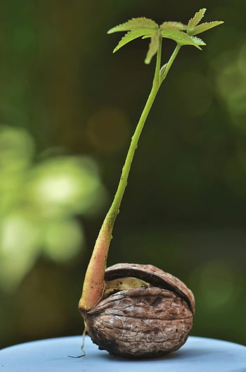 sazenice vlašských ořechů, detail, klíčení, rozmazané pozadí, růst přírody, mladá rostlina, klíček vlašského ořechu, zelené listy, přirozený růst, život sazenice, proces klíčení