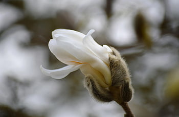 μαγνολία, αστέρων magnolia, μπουμπούκι, magnolia stellata, λουλούδι, πέταλα, ανθίζω, άνθος, ανθοφορία υποκατάστημα, θάμνος, διακοσμητικό θάμνο