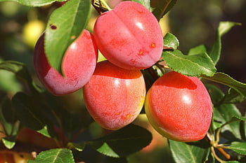 plums, fruit, mirabelle Plums, fruit Tree, garden, food, organic, healthy, nutrition, vitamins, mature