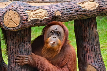 Orang-Utan, Affe, Primas, Tier, Borneo, Natur, Säugetier, Tierwelt, Urwald, Zoo, Gesicht