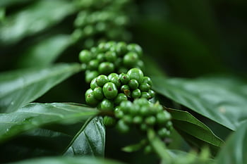 coffee, plant, seeds, buds, grains, plantation, nature, cultive, cafe
