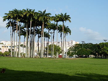 martinique, france, fort-de-france, overseas, caribbean, city, sea, port, panorama, outlook, nature