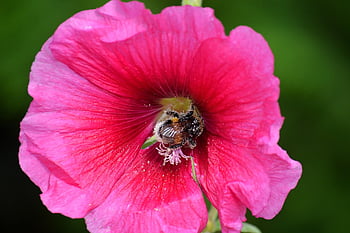 hollyhock, bumble, insects, pollen, animals, flying Insects, ordinary Hollyhock, garden Poplar Rose, common Peony, garden Hollyhock, white Flower