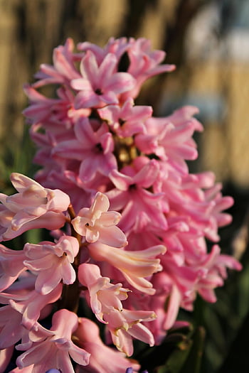 hyacinths, spring Flowers, pink Flower, beginning Of Spring, blooming, spring, nature, pink, early Bloomer, close Up, spring Awakening