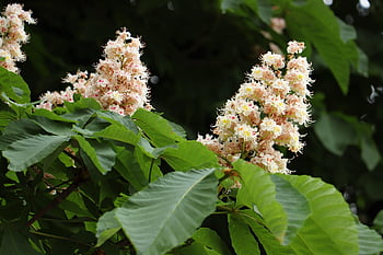 Kaštan, bílé květy, aesculus hippocastanum, strom, dřevo, les, zelené listy, Příroda, venkovní, divoký kaštan