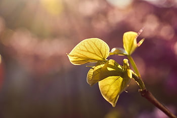 judas Tree, leaf, heart, heart Shape, tree, windows Wallpaper, laptop Wallpaper, cool Backgrounds, Wallpaper 1920x1080, desktop Backgrounds, mac Wallpaper