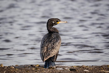 Vogel, Vogelkunde, Kormoran, Wasservögel, Tierwelt, Vögel beobachten, Natur, Tier