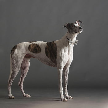 hund, vinthund, porträtt, studiofotografi, hundporträtt, natur, hund-, sällskapsdjur, däggdjur, djur-, inhemsk