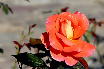 pink, color Orange-pink, rosebushes, flowering Shrubs, garden, gardening, horticulture, botanical, flora, light, beautiful