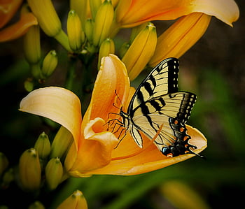 žlutý otakárek butterfly, Vibrující květina Lily, makro snímek, Ohromující motýl, žlutý květ okvětní lístek, černobílý motýl, okoun, fotografování přírody, květinové fotografie, hmyz na květ, fotografování divoké zvěře