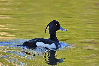 anatra tufted, uccello acquatico, primavera, tramonto, drake, riflessione, lago, natura