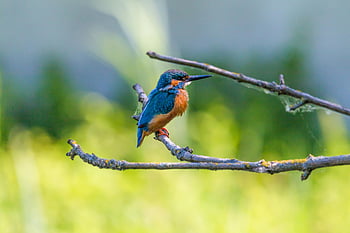 kingfisher bird, blue and brown bird, tree branch, colorful plumage, vibrant bird, natural backdrop, perched bird, wildlife photography, bird photography, nature scene, outdoor bird