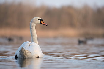 swan, bird, lake, white Swan, waterfowl, water Bird, aquatic Bird, animal, beak, bill, feathers