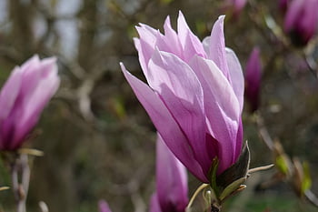 magnolia, pink, flower, spring, blossom, bloom, nature, bud