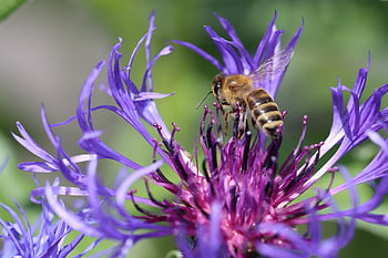 bee, wasp, flower Background, insect, wing, yellow, flower, animal, nature, summer, macro