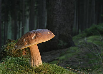 houba, jedlá houba, lesní podlaha, les, Příroda, zblízka