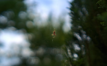 spider, arachnid, spider Web, cobweb, web, orb, weaver, insect, bug, arachnophobia, nature