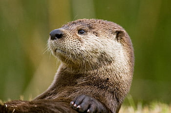 nutria, animal, fauna silvestre, retrato, cara, ojos, nariz, piel, marrón, mirando, linda
