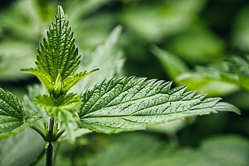 plant, leaves, foliage, stinging Nettle, medicinal Plant, weed, green, wild Herbs, burning Hair, histamine, urticaceae