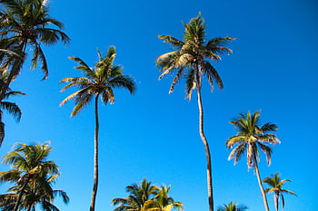 tall green coconut trees, clear blue sky, palm trees, tropical landscape, Miami, bright blue sky, tall palm trees, tropical scene, outdoor scenery, nature background, sunny day