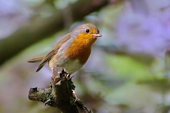 robin, songbird, small Bird, bird, plumage, erithacus Rubecula, beak, bird Watching, ornithology, the World Of Animals, nature