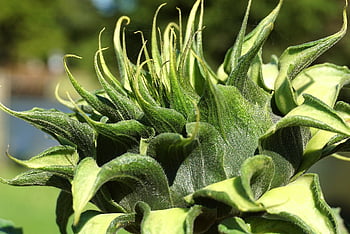 květ, slunečnice, Poupě, kvetoucí slunečnice, helianthus, rostlin, zahrada, Příroda, flóra, okrasné rostliny, zblízka