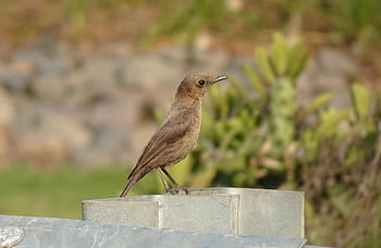 chat rock marrone, uccello, animale, Chat rock, chat indiana, natura, piume, becco, arroccato, India, avvicinamento